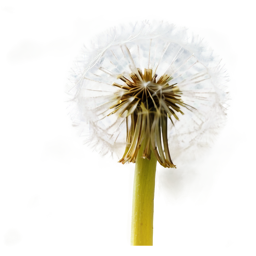 Dandelion Macro Photography Png 05242024 PNG Image