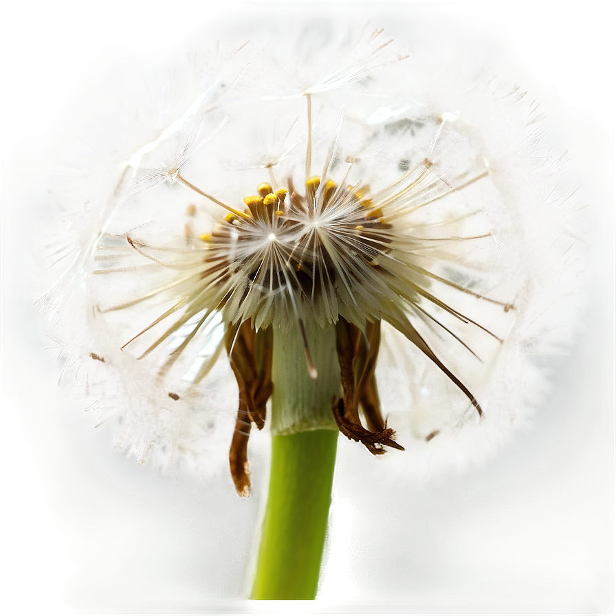 Dandelion Macro Photography Png Jyl PNG Image