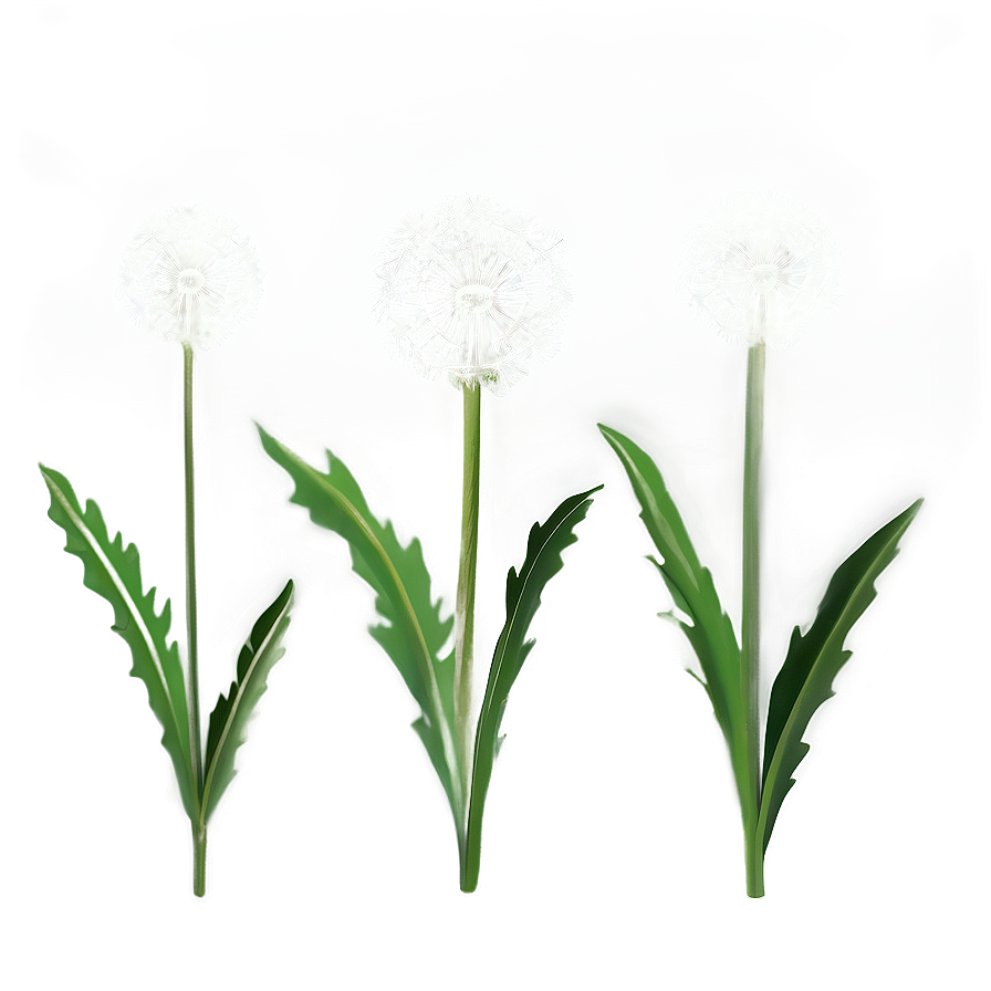 Dandelion On Green Background Png 67 PNG Image