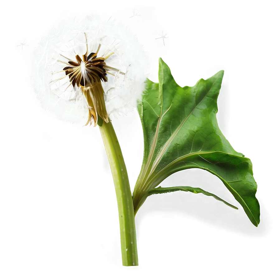 Dandelion On Green Background Png 70 PNG Image