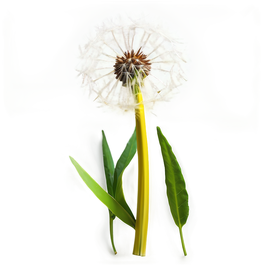 Dandelion On Green Background Png Yyj43 PNG Image