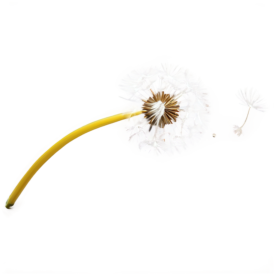 Dandelion Seed Blowing Png 06292024 PNG Image