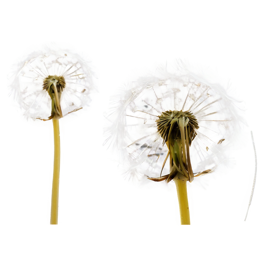 Dandelion Seed Blowing Png Hlh67 PNG Image