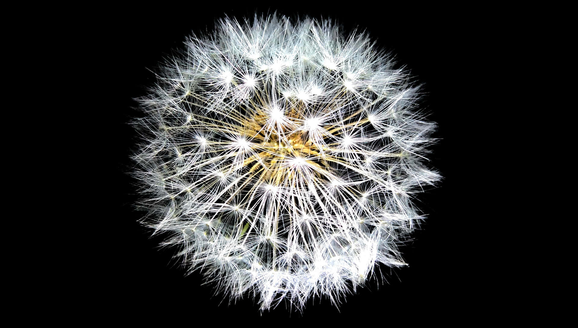 Dandelion Seed Head Against Black Background.jpg PNG Image