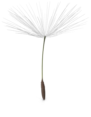 Dandelion_ Seed_ Head_ Artistic_ Rendering.png PNG Image