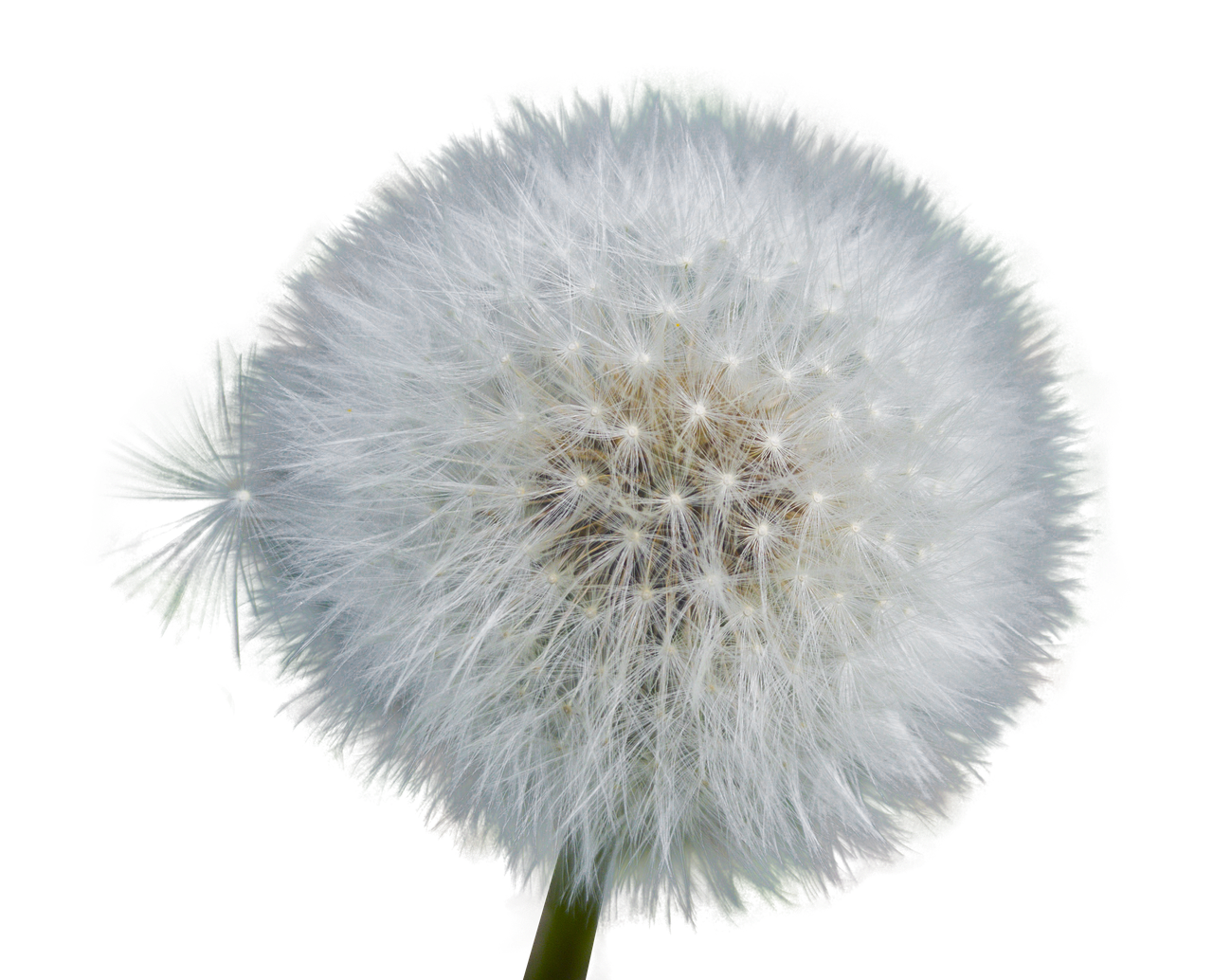 Dandelion Seed Head Black Background.jpg PNG Image