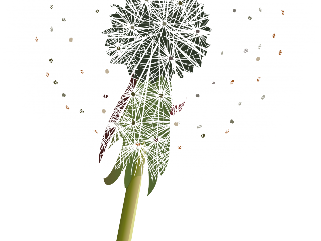 Dandelion Seed Head Graphic PNG Image