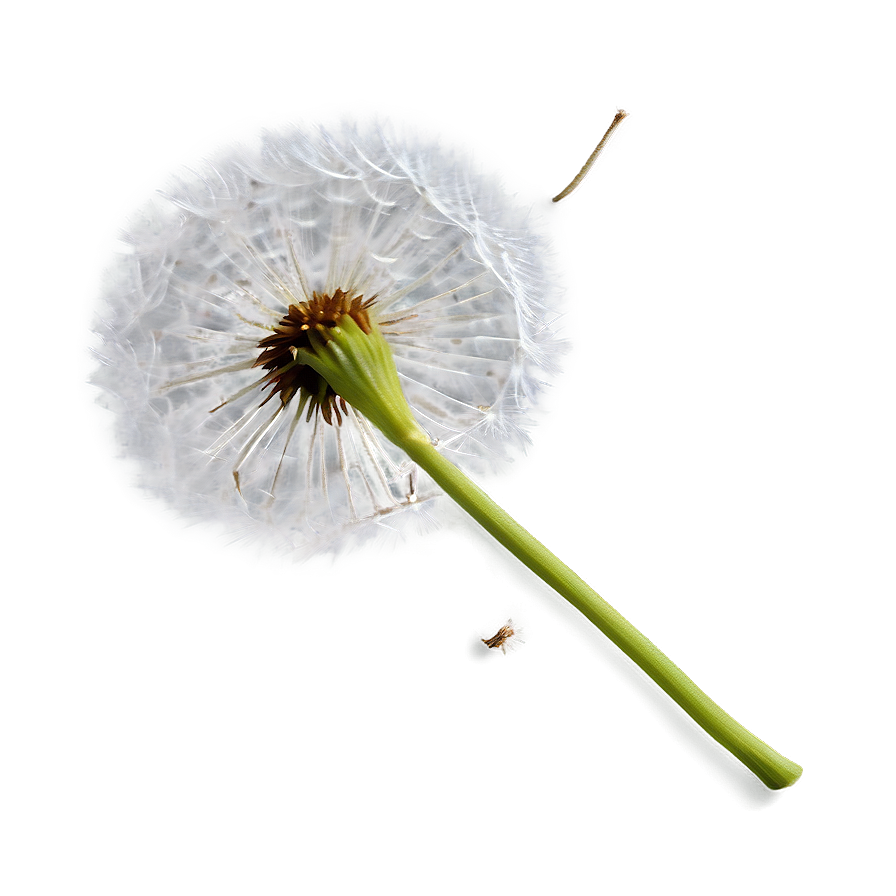 Dandelion Seed Head Png 84 PNG Image