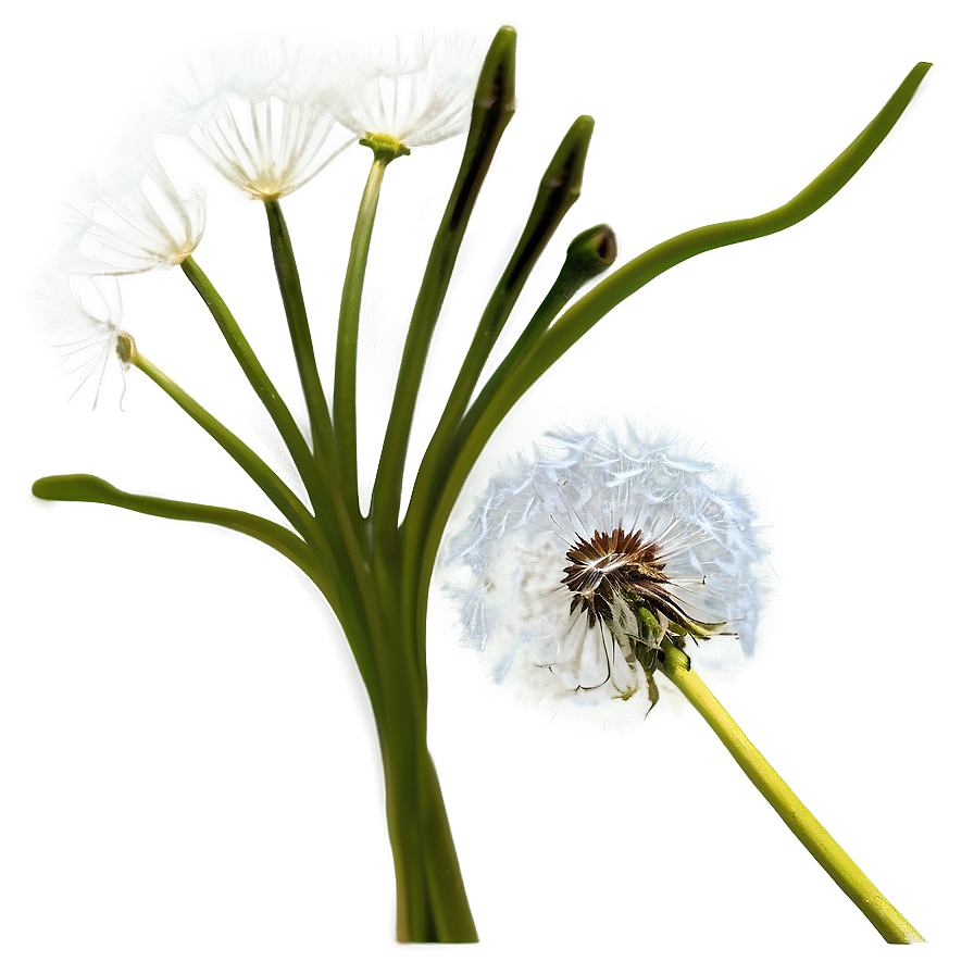 Dandelion Seed Head Png Ubv32 PNG Image