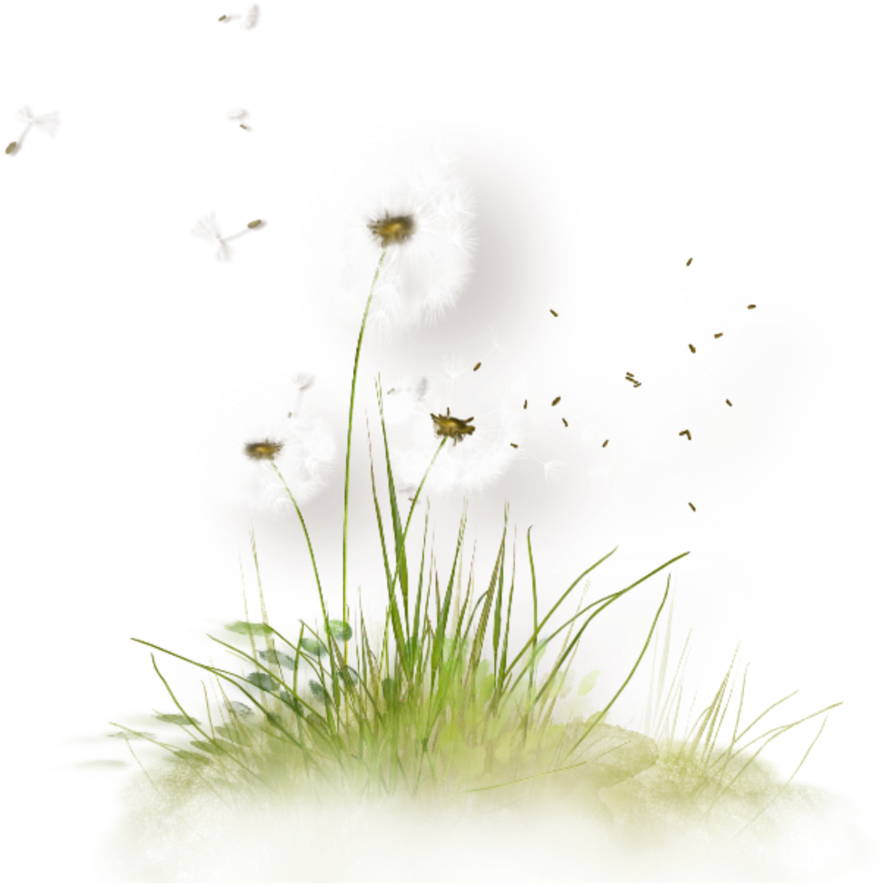 Dandelion Seeds Blowingin Wind PNG Image