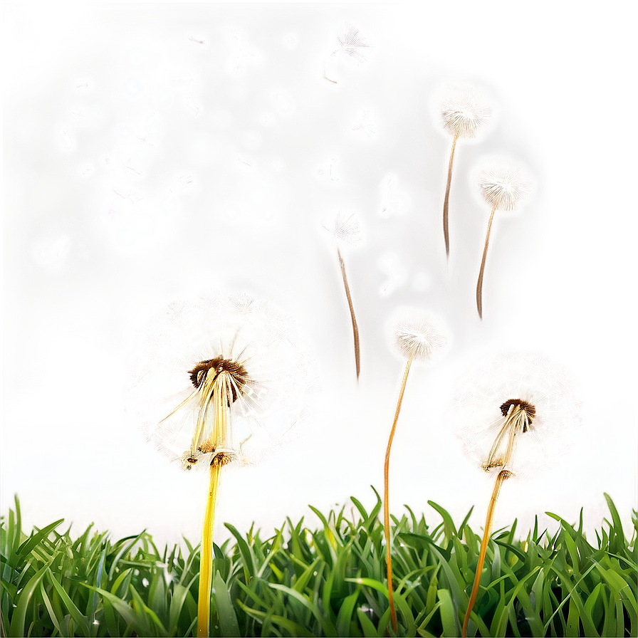 Dandelion Wishes Png 06292024 PNG Image