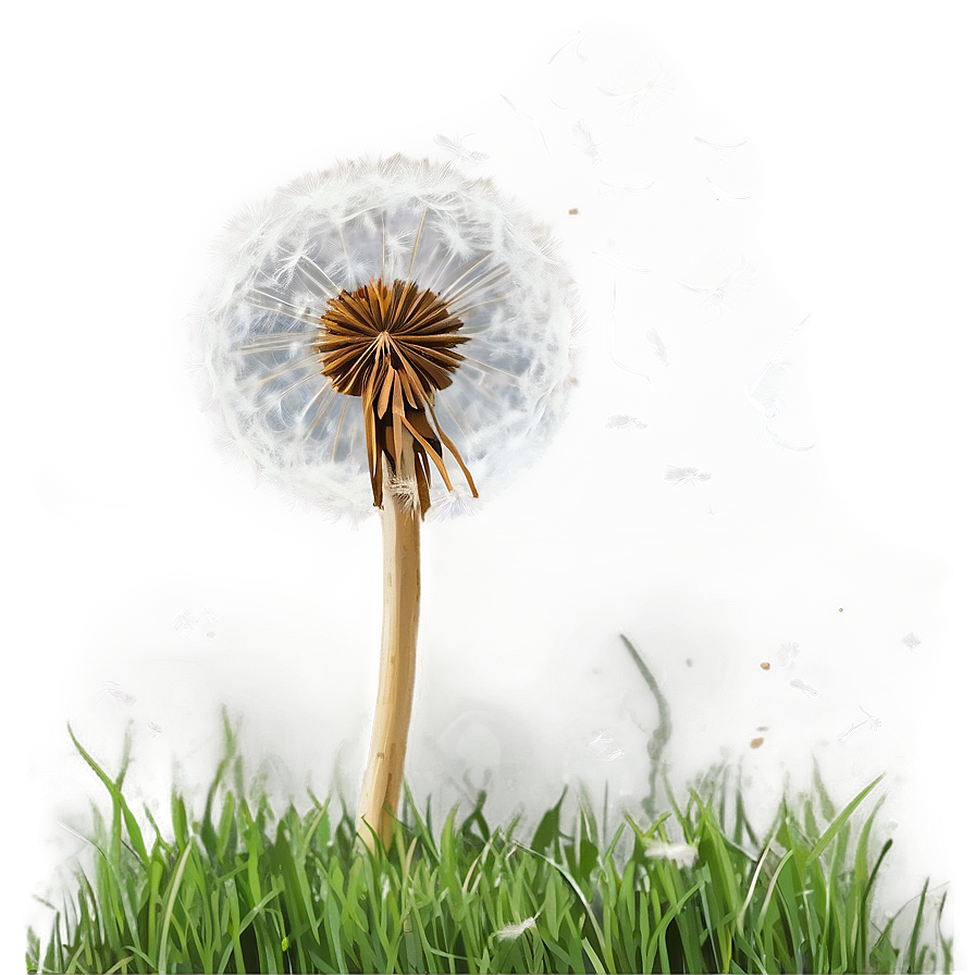 Dandelion Wishes Png Loa55 PNG Image