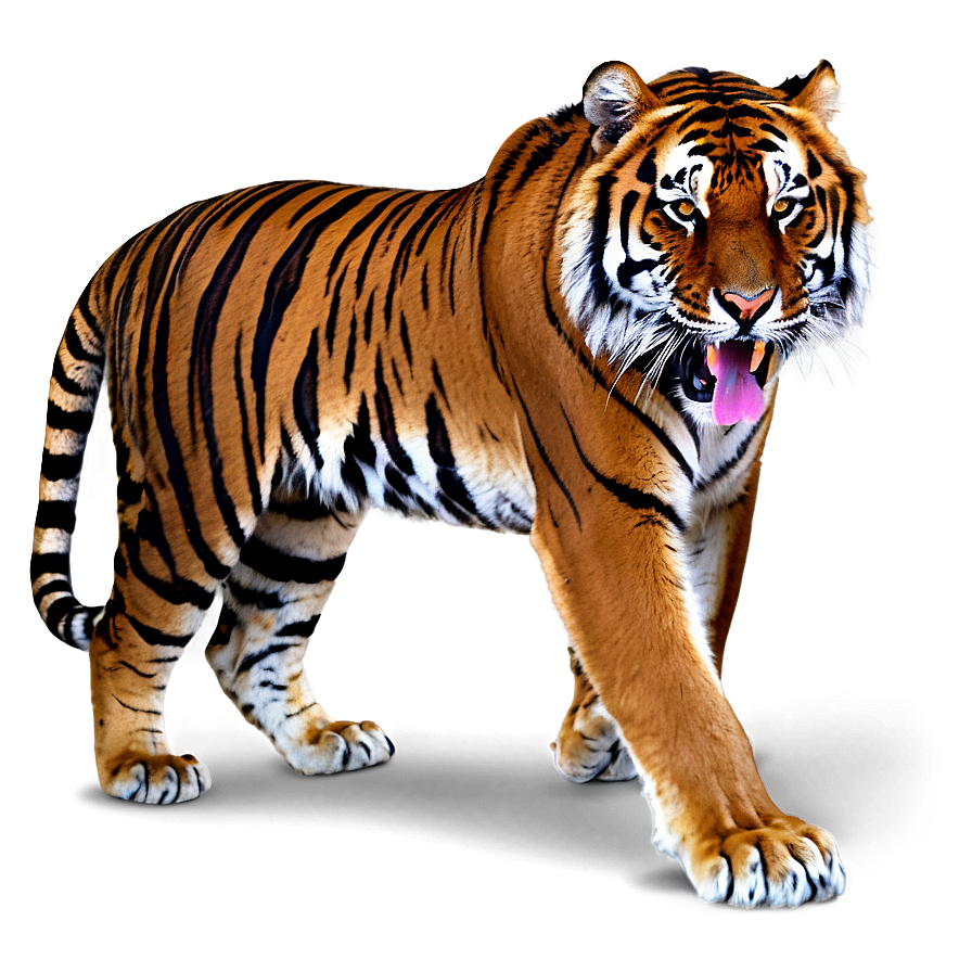 Dangerous Tiger Expression Png Lkh98 PNG Image