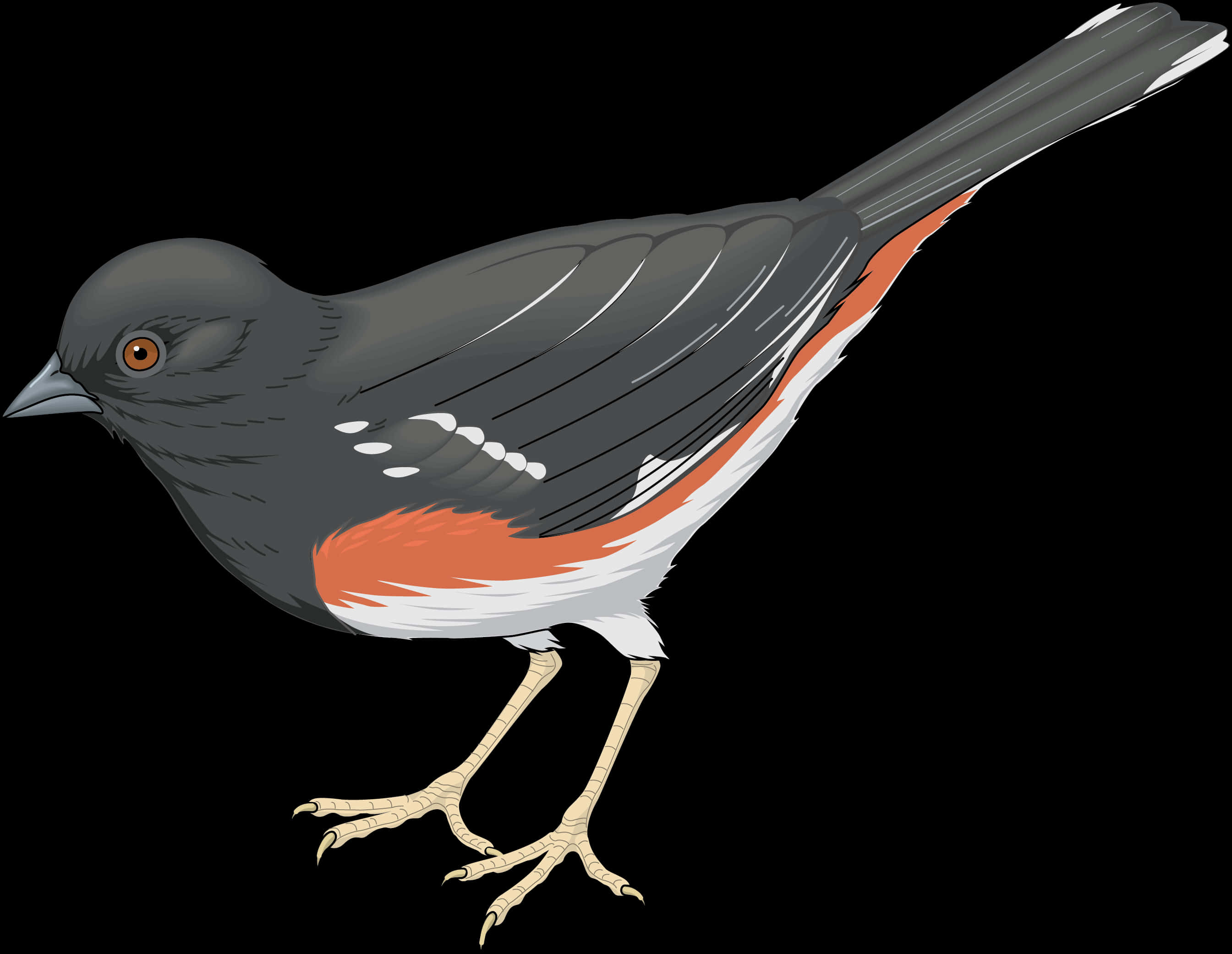 Dark Eyed Junco Illustration PNG Image