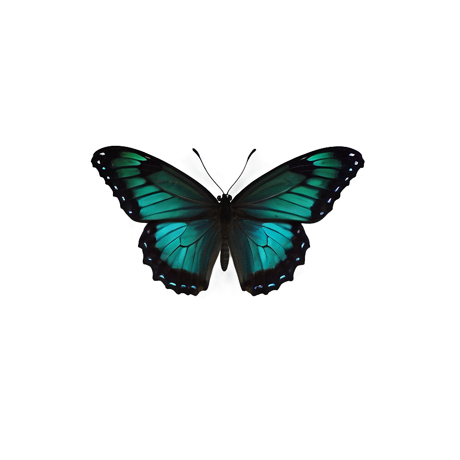 Dark Green Butterfly Png 06202024 PNG Image