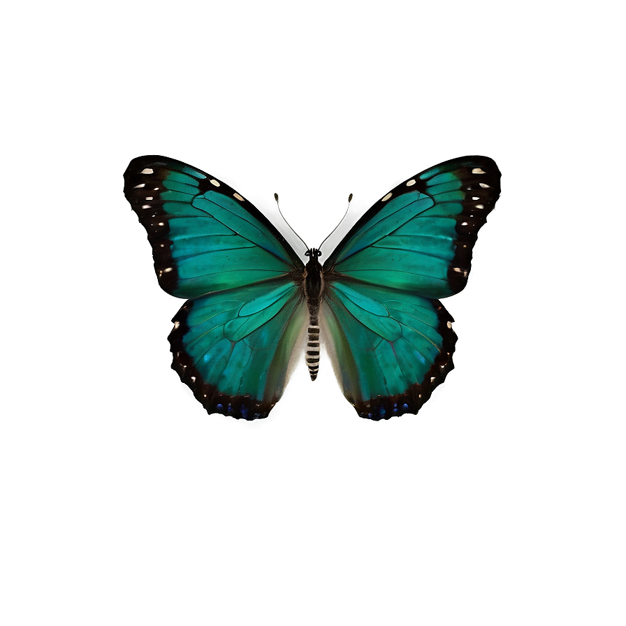 Dark Green Butterfly Png Vix58 PNG Image