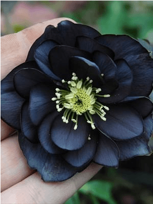 Dark Hellebore Flowerin Hand PNG Image