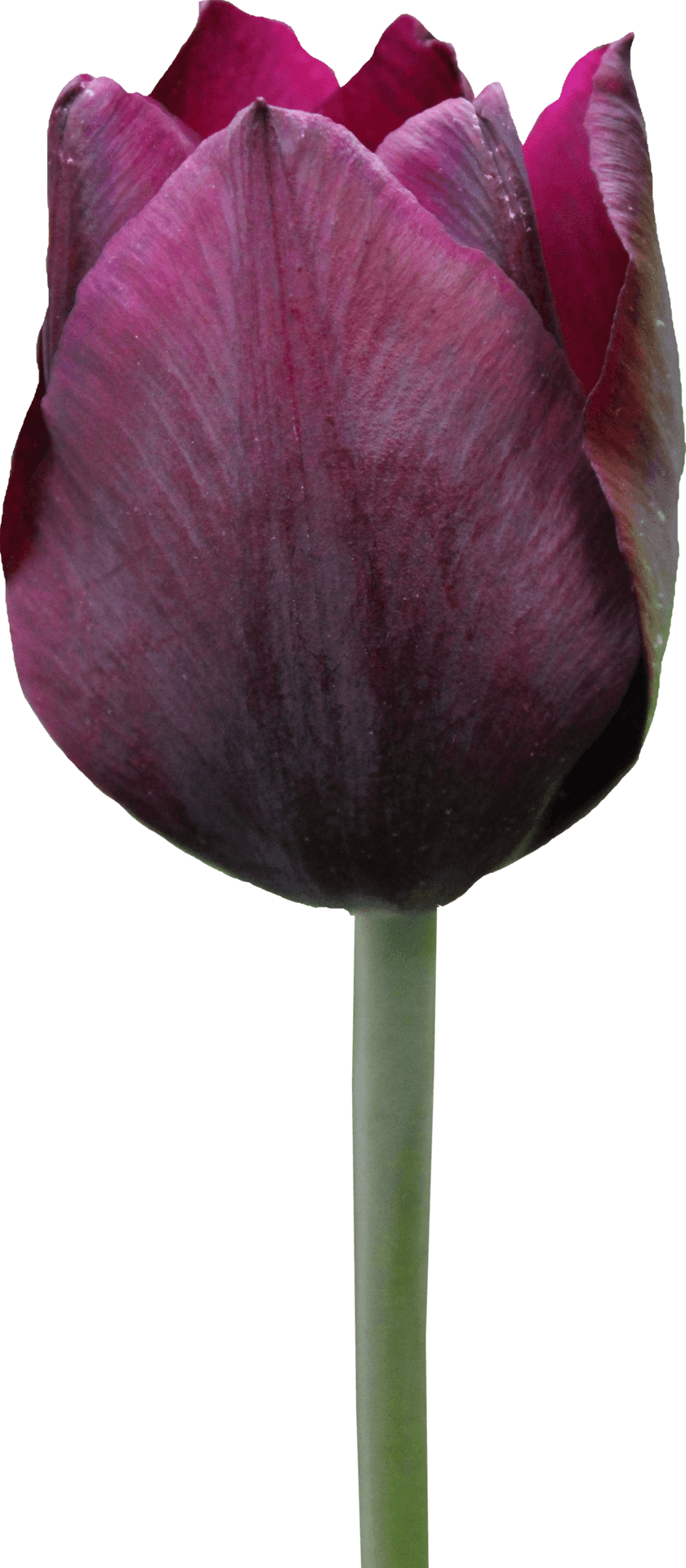 Dark Purple Tulip Single Stem PNG Image