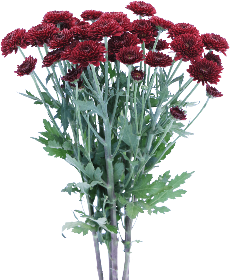 Dark Red Chrysanthemums Bouquet PNG Image