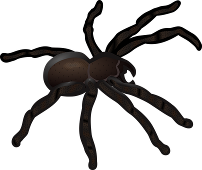 Dark Spider Illustration PNG Image