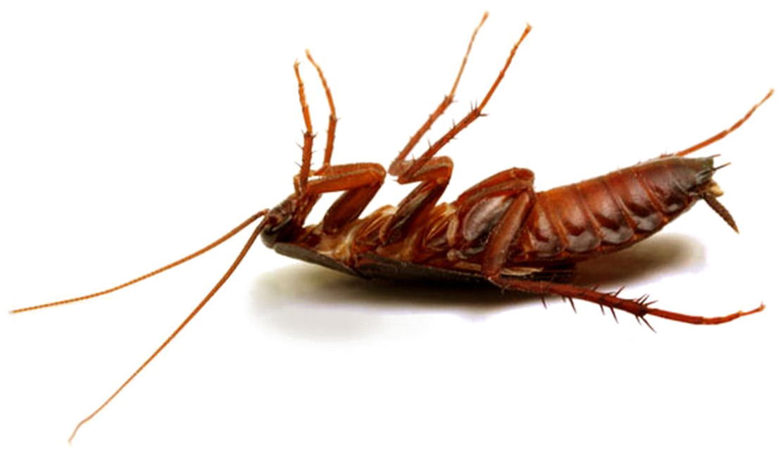 Dead Cockroachon Transparent Background PNG Image