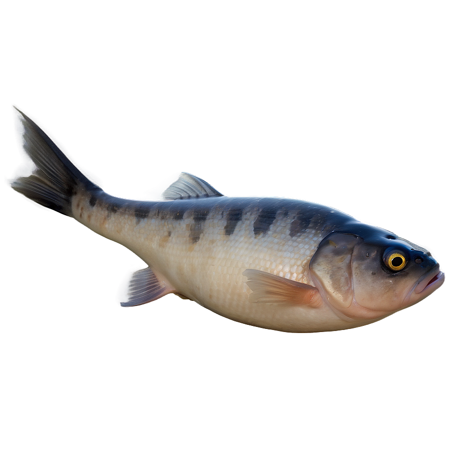 Dead Fish Dead Sea Png Ifi22 PNG Image