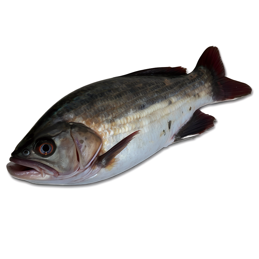 Dead Fish On Shore Png Ndo88 PNG Image