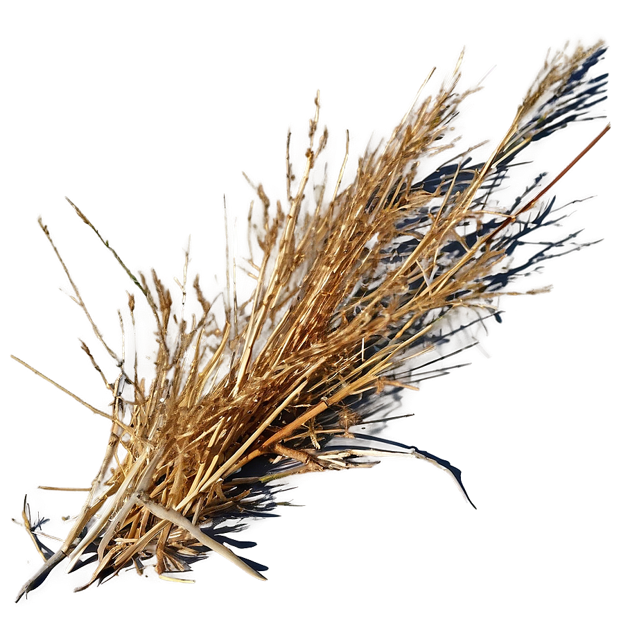 Dead Grass In Sunlight Png 13 PNG Image