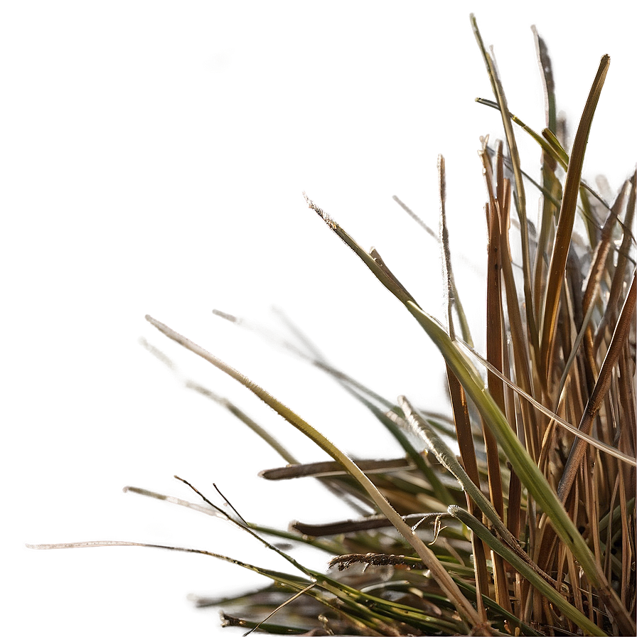 Dead Grass In The Morning Png 56 PNG Image