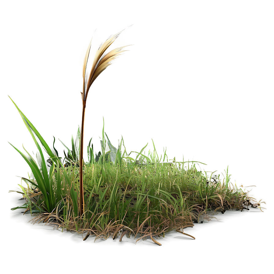 Dead Grass Patch Png Qoh PNG Image