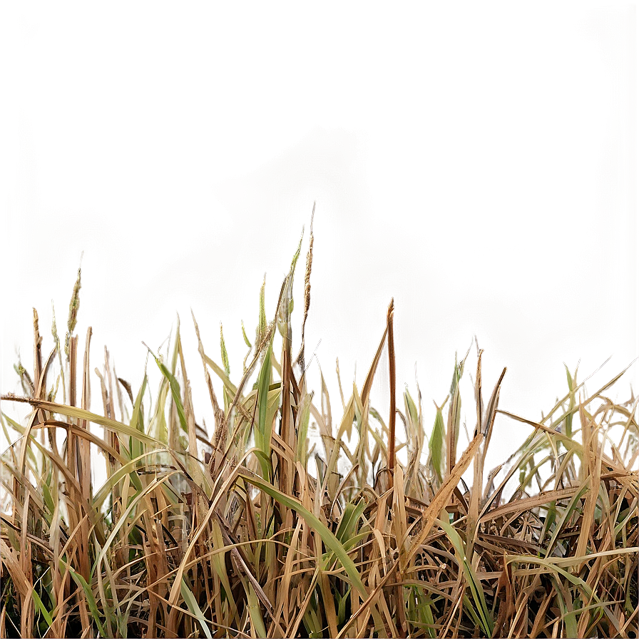 Dead Grass Texture Png 59 PNG Image