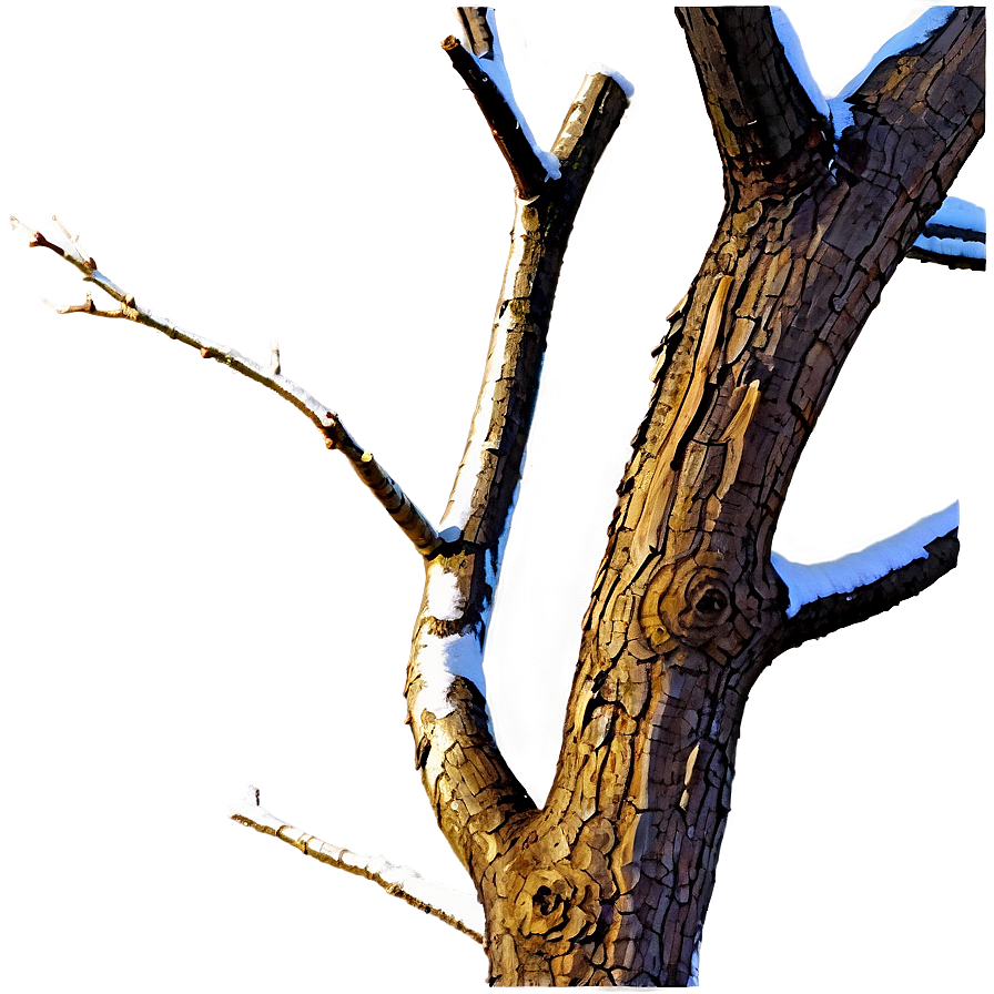 Dead Tree Branch Png 05252024 PNG Image