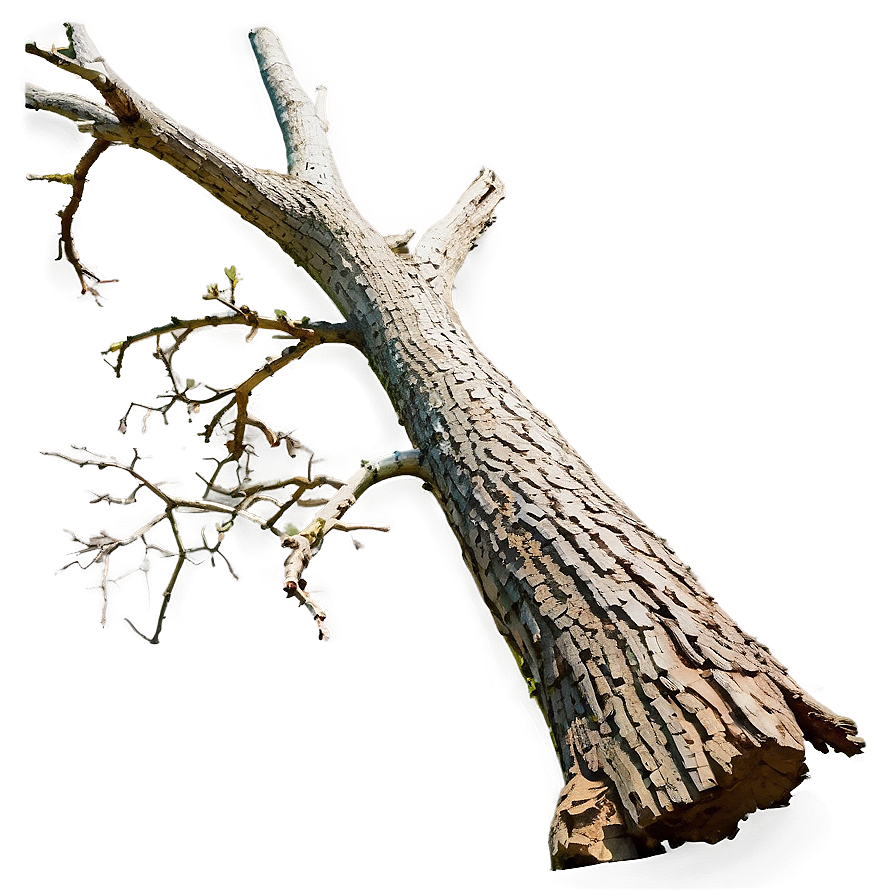 Dead Tree Isolated Png Dad65 PNG Image