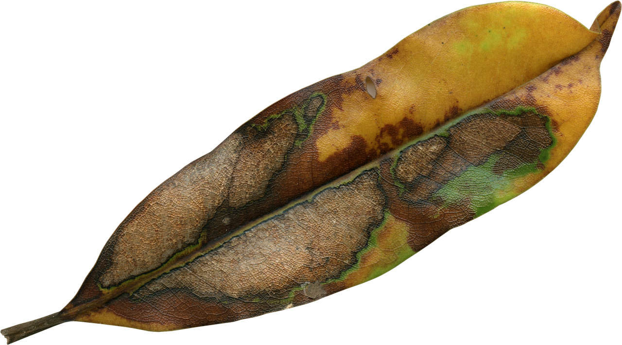 Decaying Magnolia Leaf PNG Image