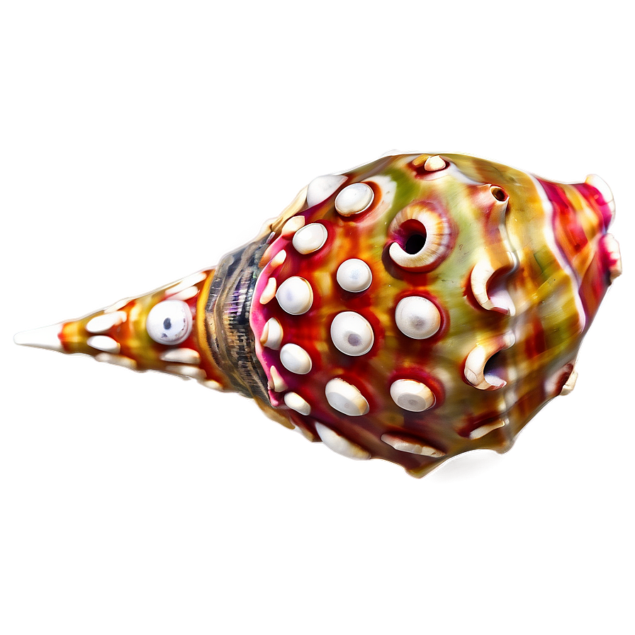 Decorative Conch Shell Png Cyd24 PNG Image