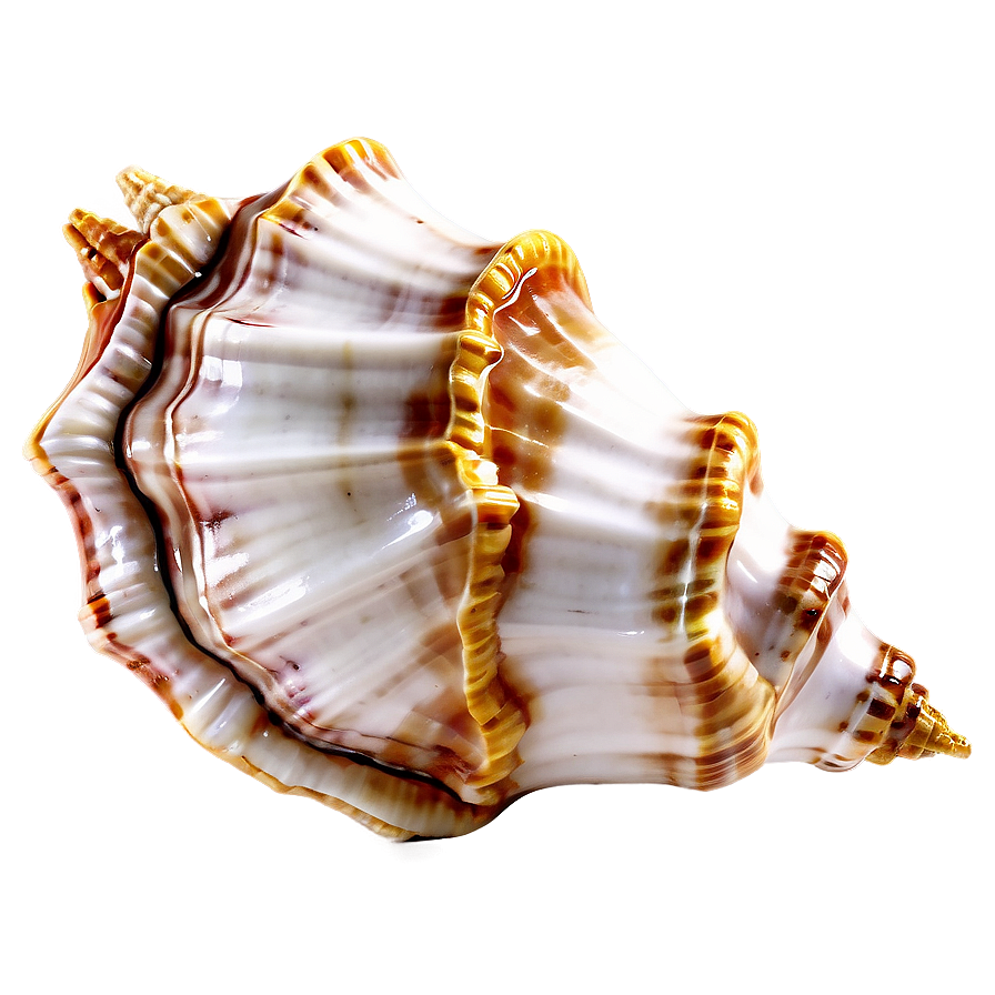 Decorative Conch Shell Png Mgd42 PNG Image