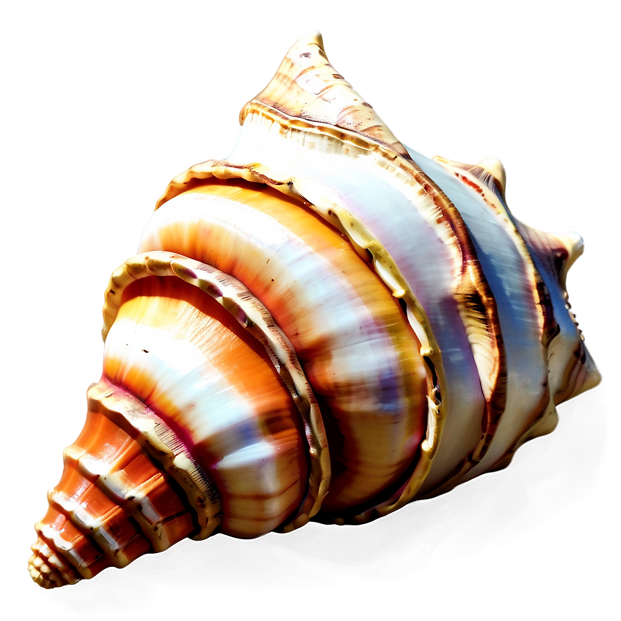 Decorative Conch Shell Png Mgt PNG Image