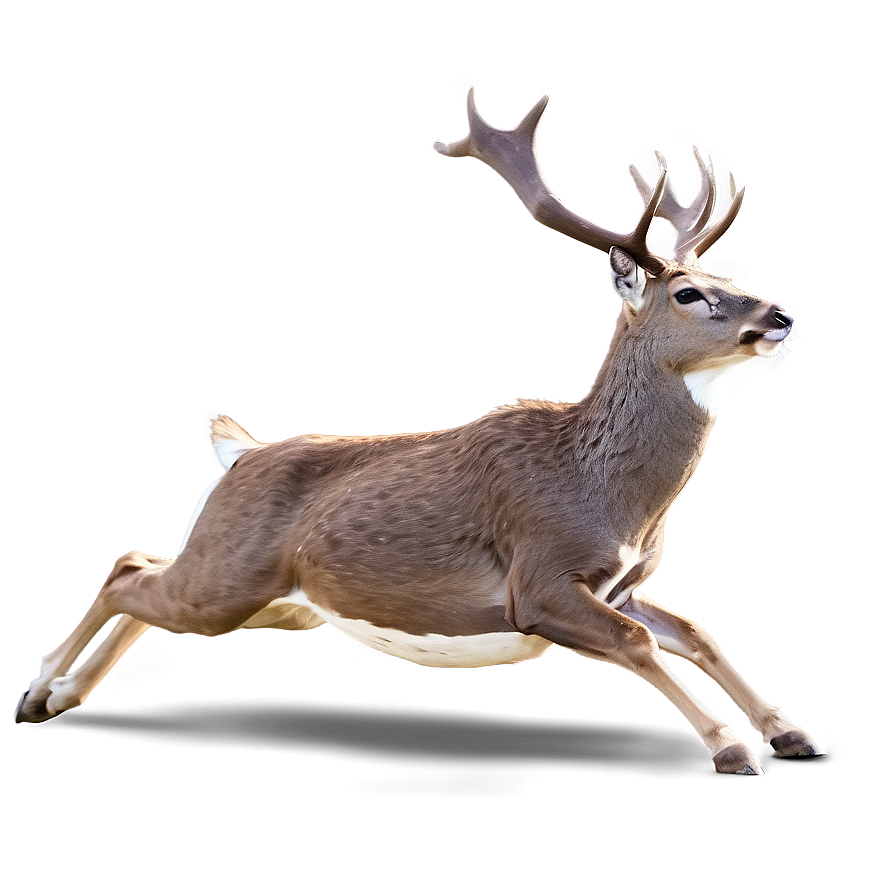 Deer Jumping Action Png Tad69 PNG Image