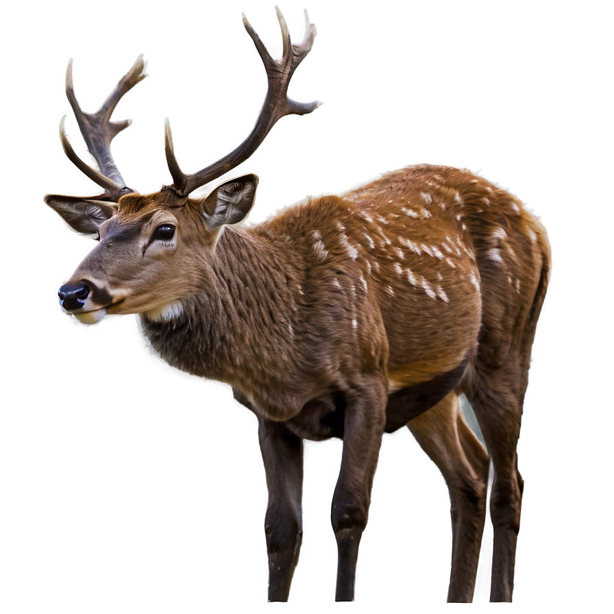 Deer Wildlife Photography Png Eqn PNG Image