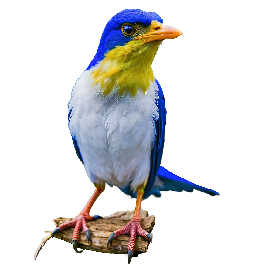 Delaware State Bird Png 15 PNG Image