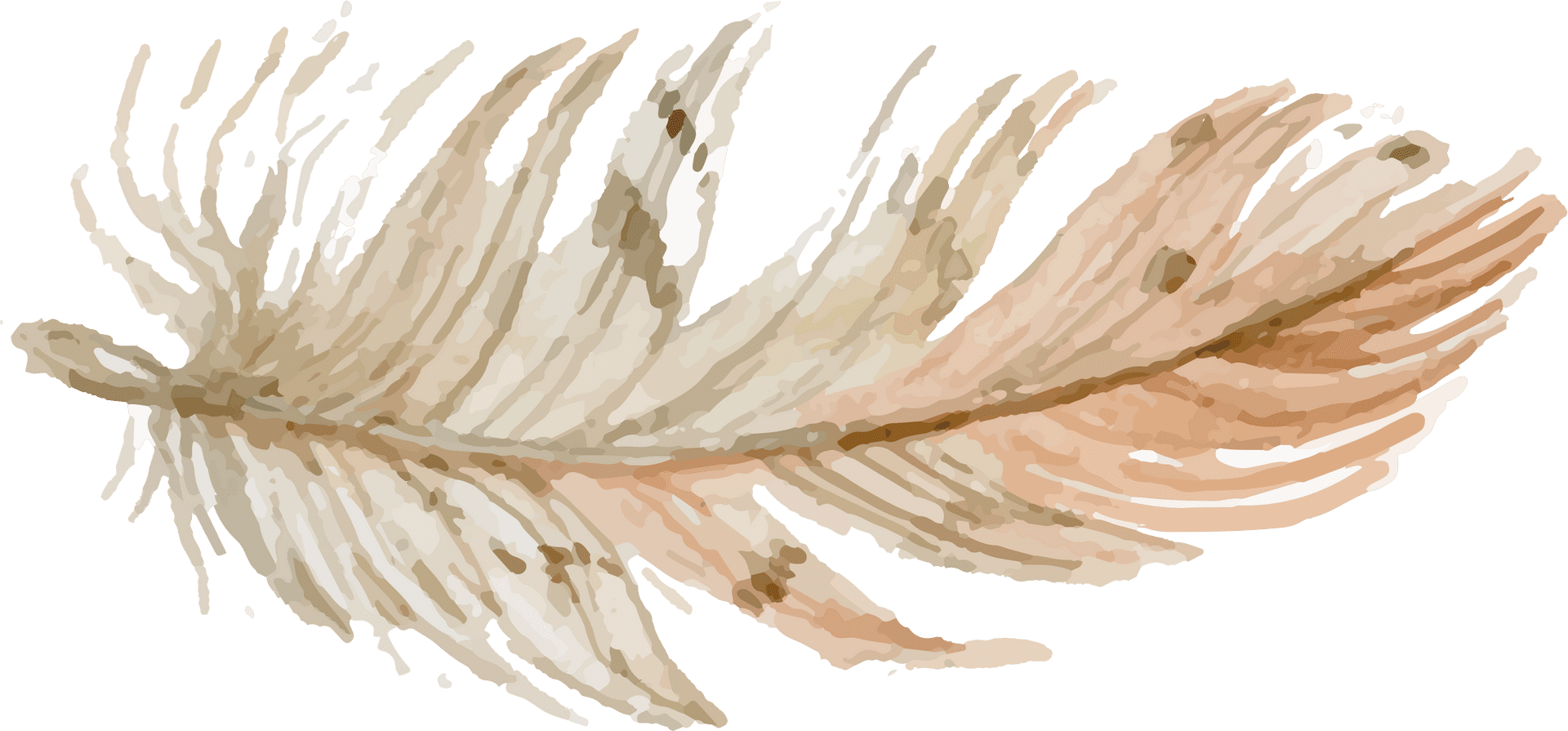 Delicate Feather Illustration.png PNG Image