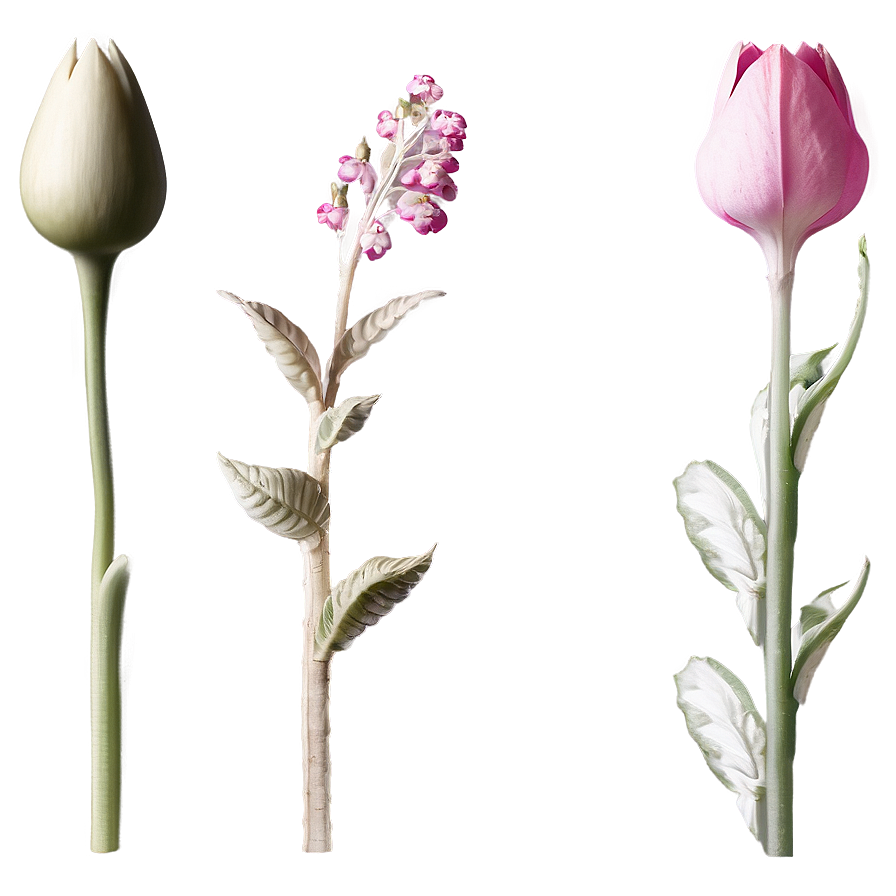 Delicate Flower Stem Png Ggb PNG Image