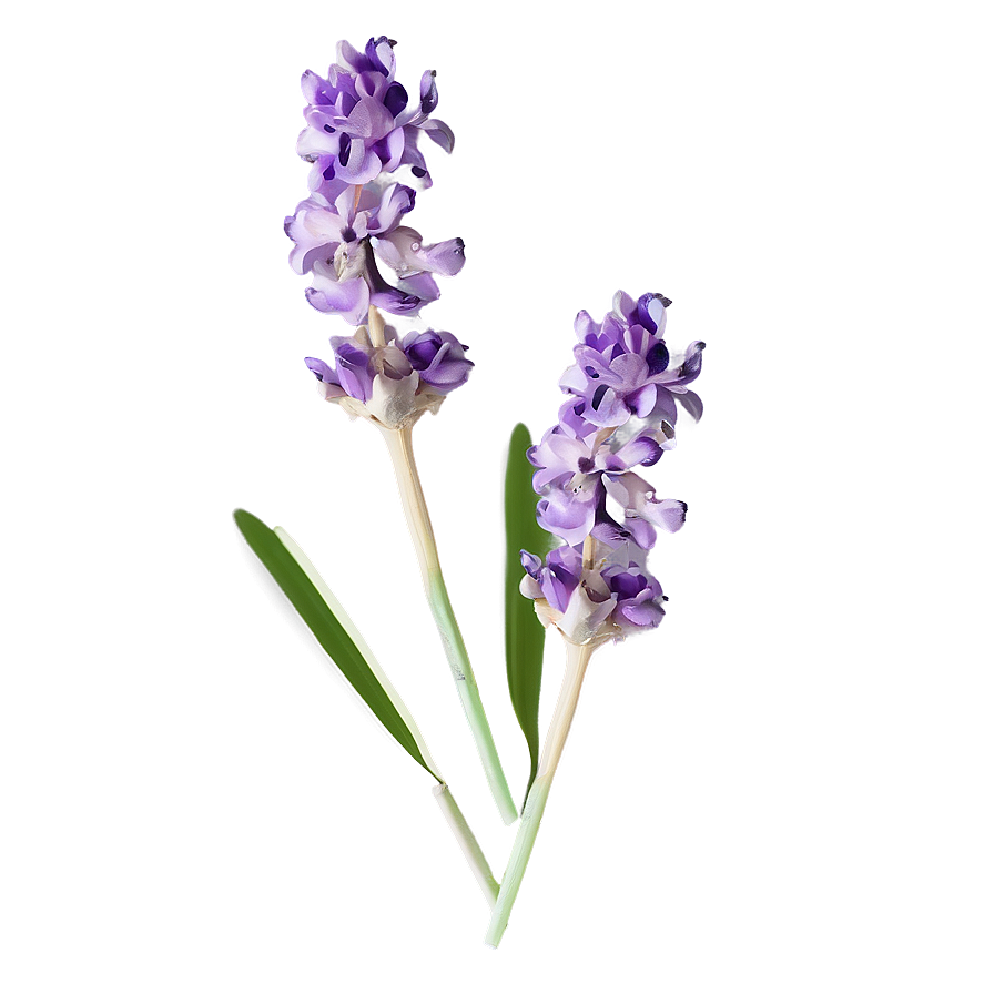 Delicate Lavender Petals Png 13 PNG Image