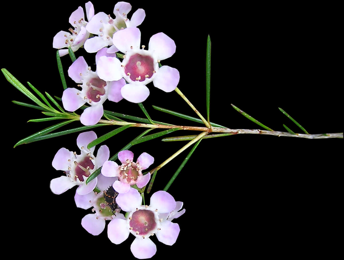 Delicate Pink Flowers Black Background PNG Image