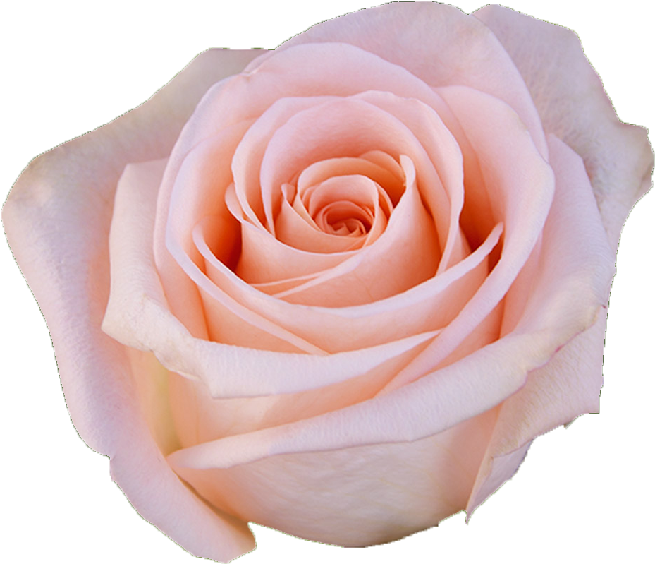 Delicate Pink Rose Isolated PNG Image