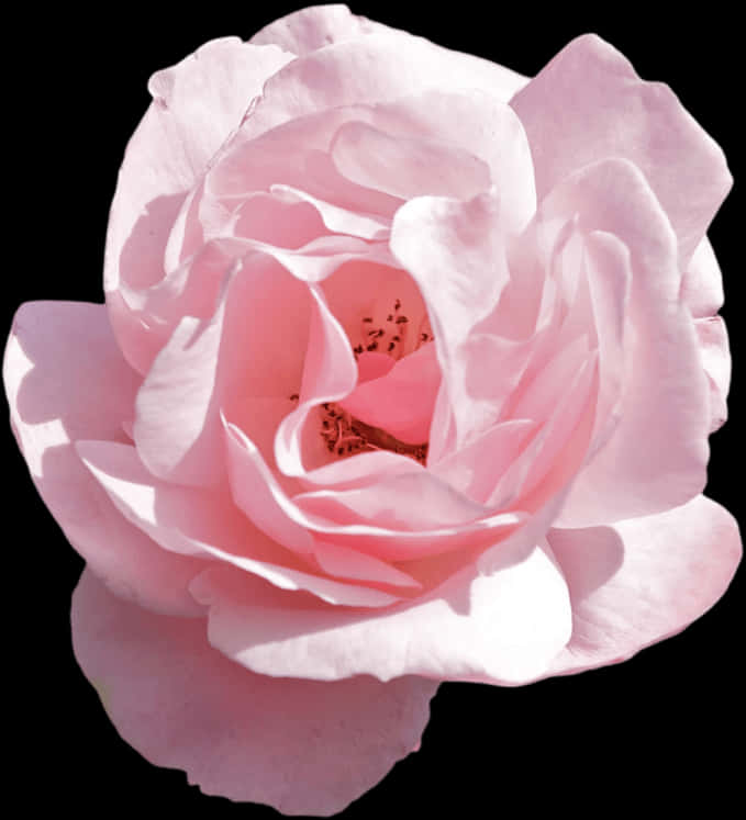 Delicate Pink Rose Isolatedon Black PNG Image