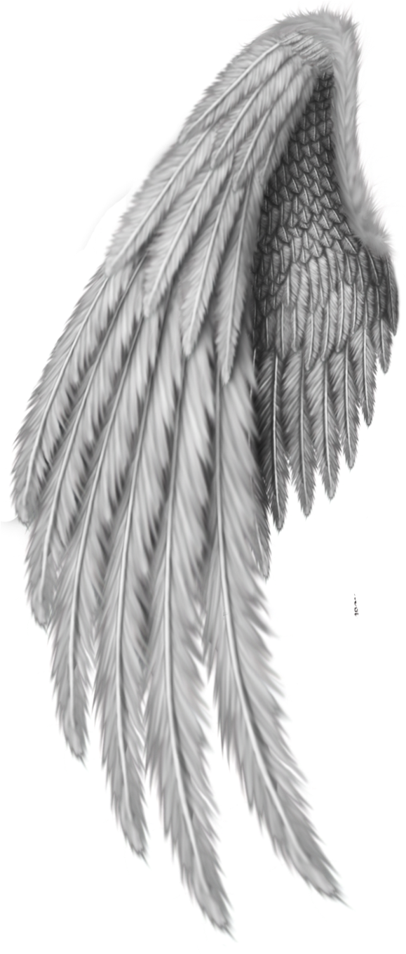 Detailed Angel Wing Drawing PNG Image