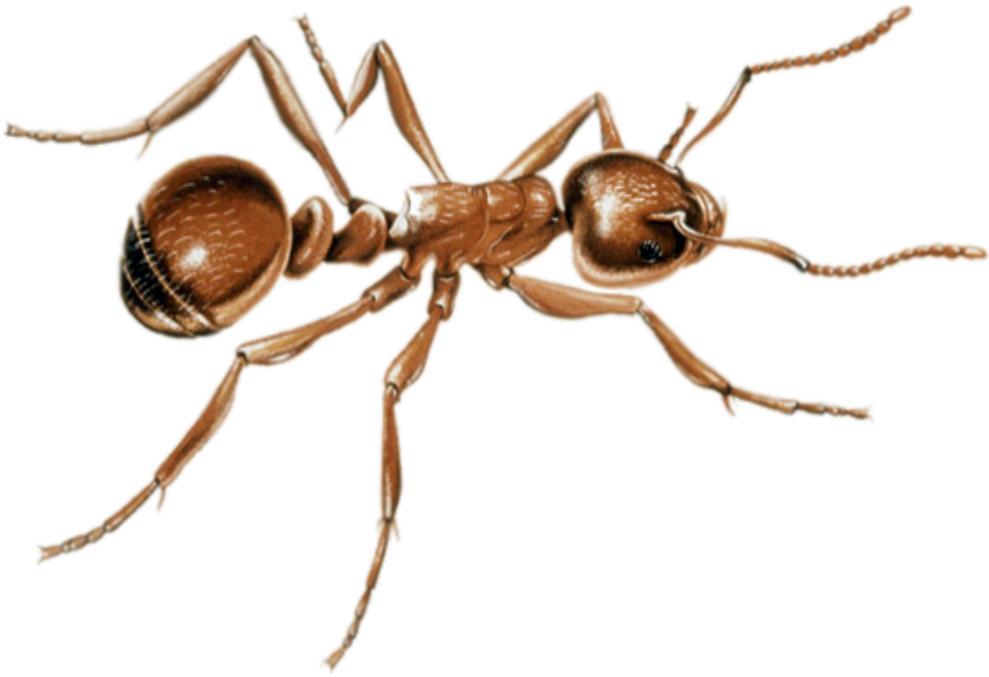 Detailed Ant Illustration PNG Image