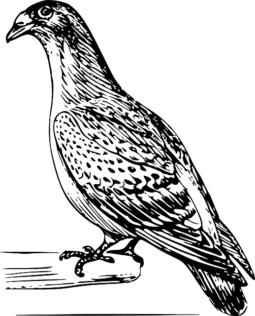 Detailed Bird Line Art Illustration PNG Image