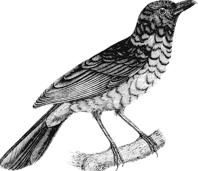 Detailed Blackand White Bird Illustration PNG Image